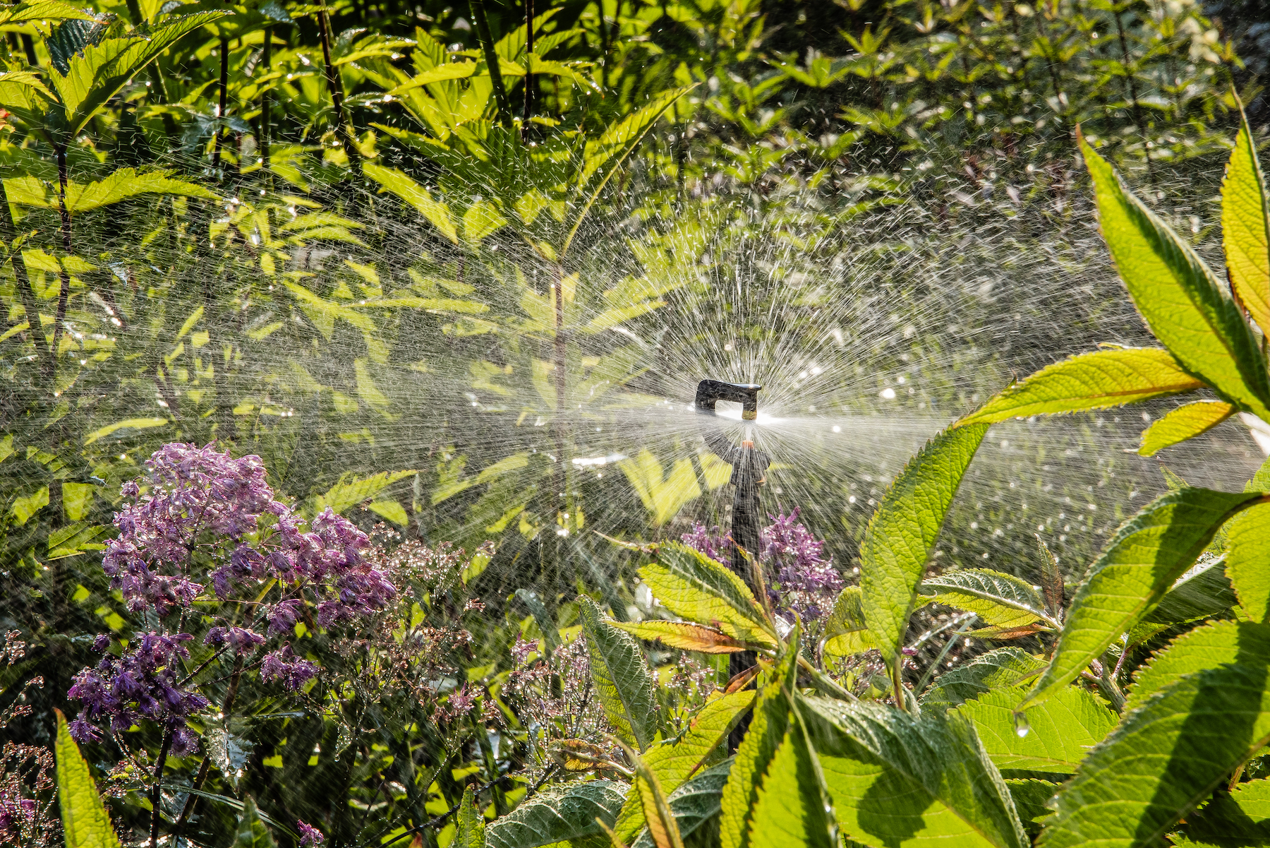 irrigatiesysteem aanleggen voor een groene tuin